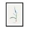 Ixia Plantain | Vintage Flower Print | Botanical Art - Framed