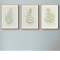 Set of Three Vintage Fern Prints | Group 4 | Botanical Wall Art - Unframed