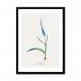 Ixia Plantain | Vintage Flower Print | Botanical Art - Framed
